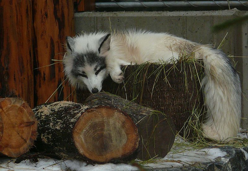 Baumstumpf-Bett