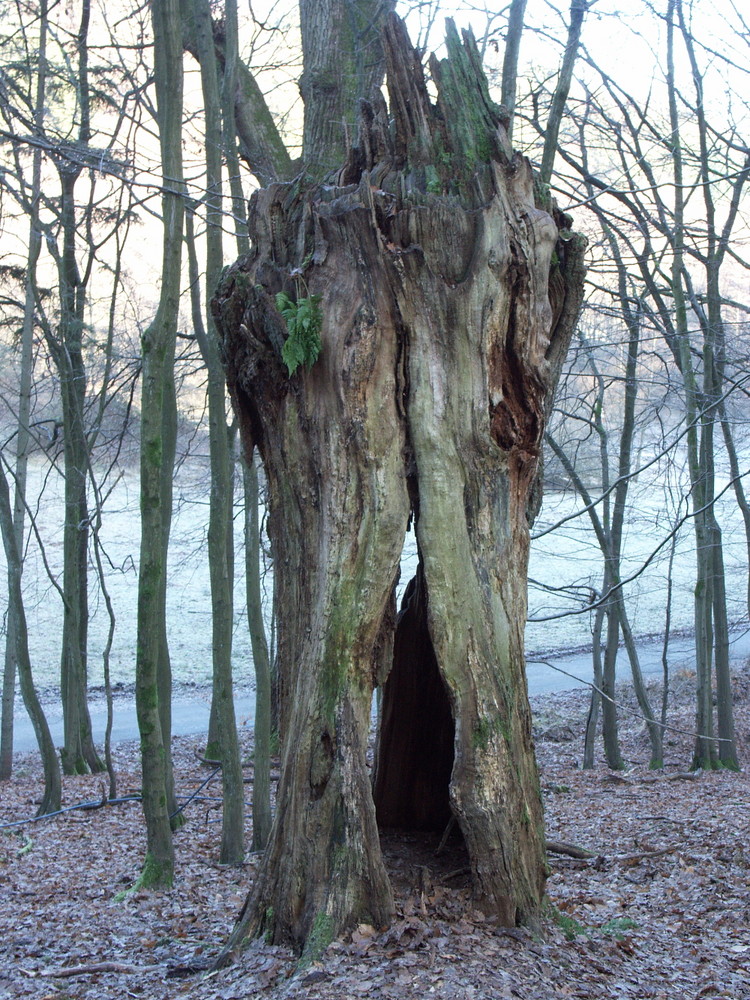 Baumstumpf: Das Ende einer Eiche