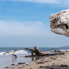 Baumstumpf, der auf das Meer schaut