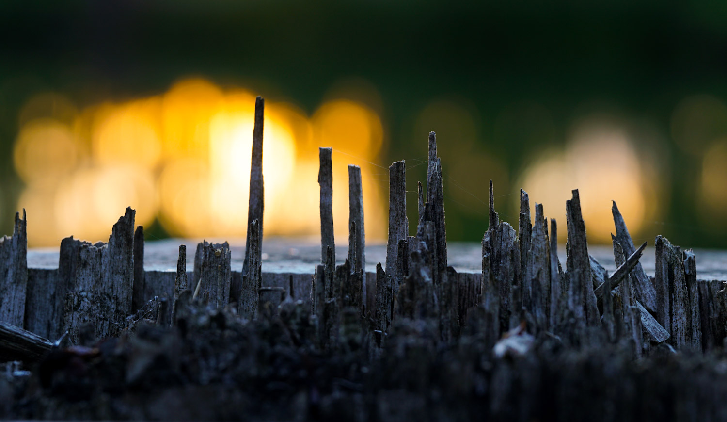 Baumstumpf im Abendlicht