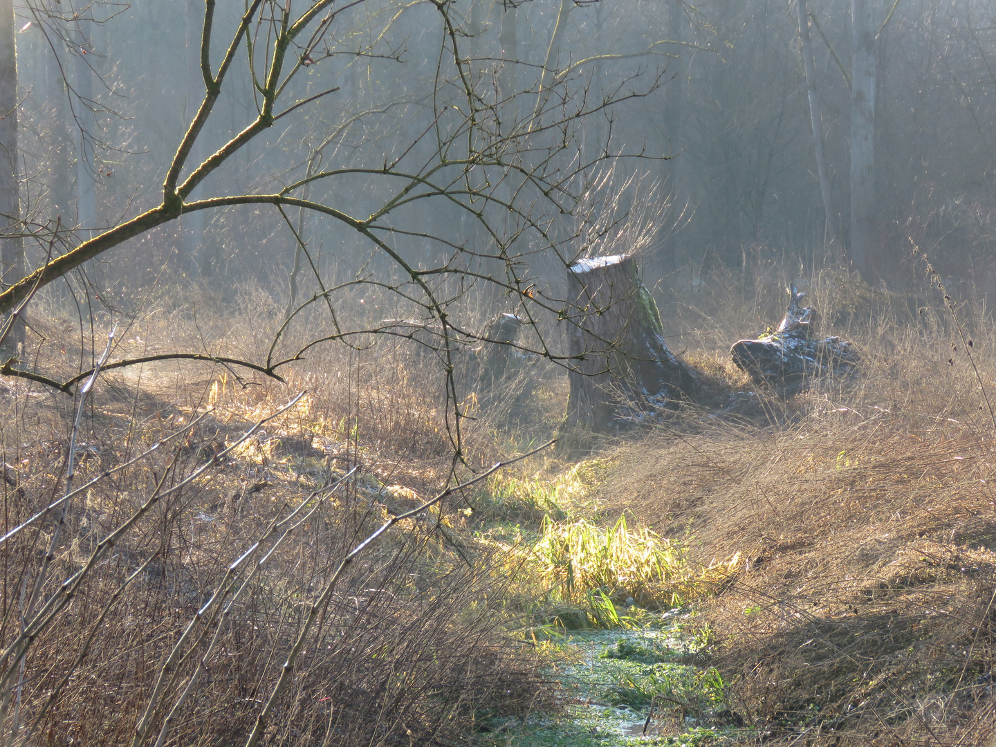 Baumstumpf im Dunst