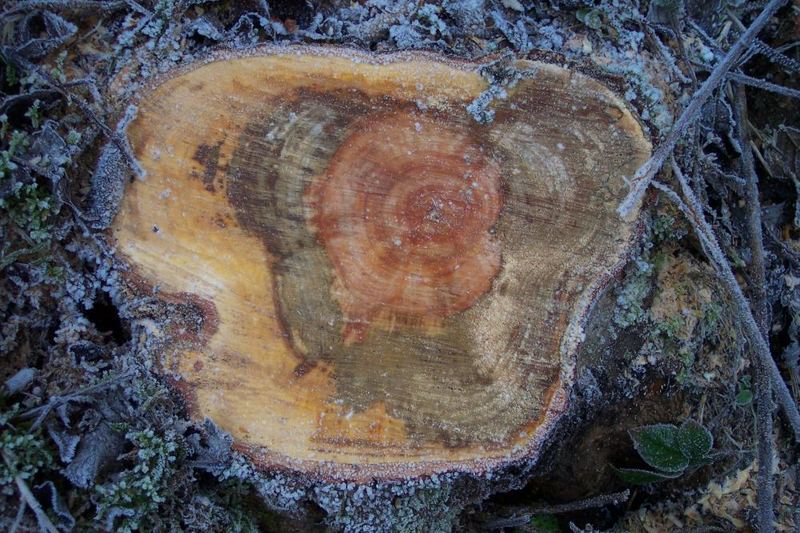 Baumstumpf im Frost