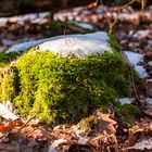 Baumstumpf im grünem Fell