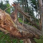 Baumstumpf im Regen