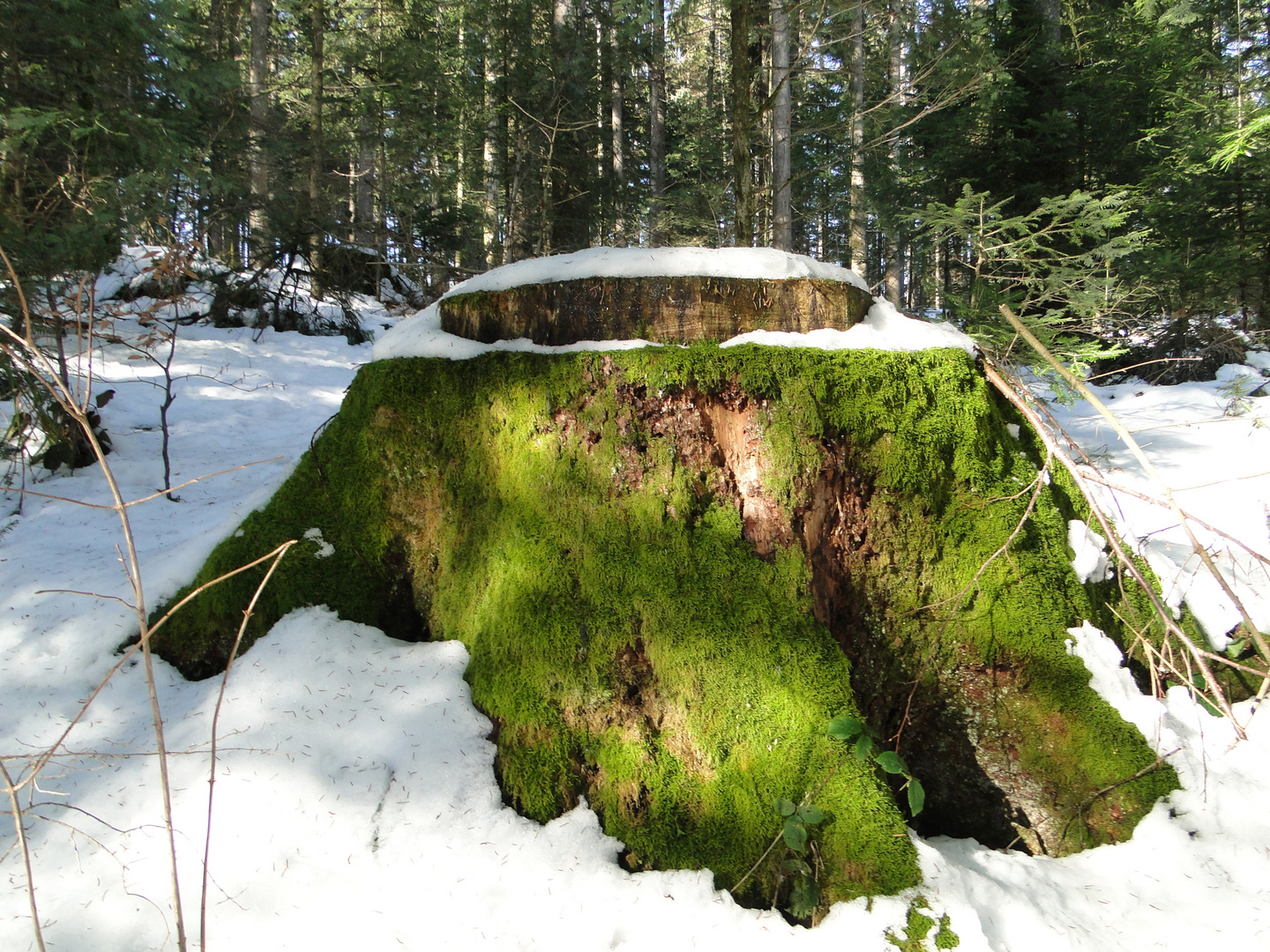 Baumstumpf im Schnee