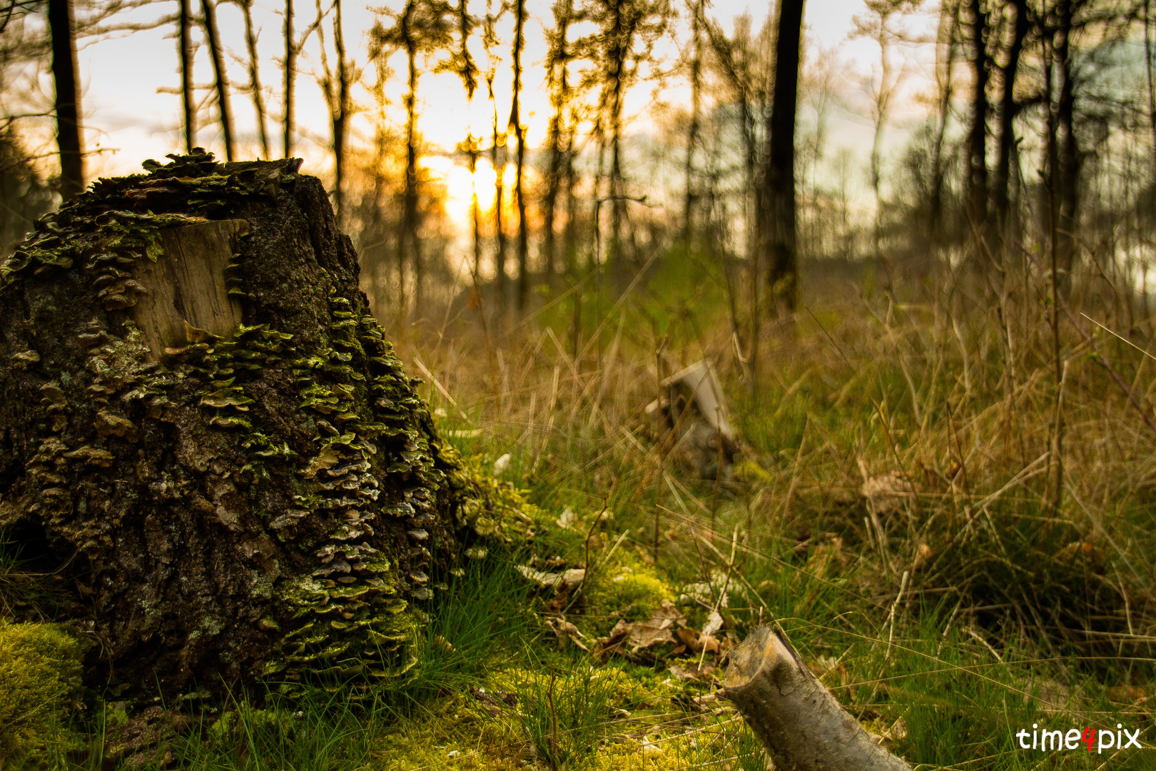 Baumstumpf im Sonnenuntergang