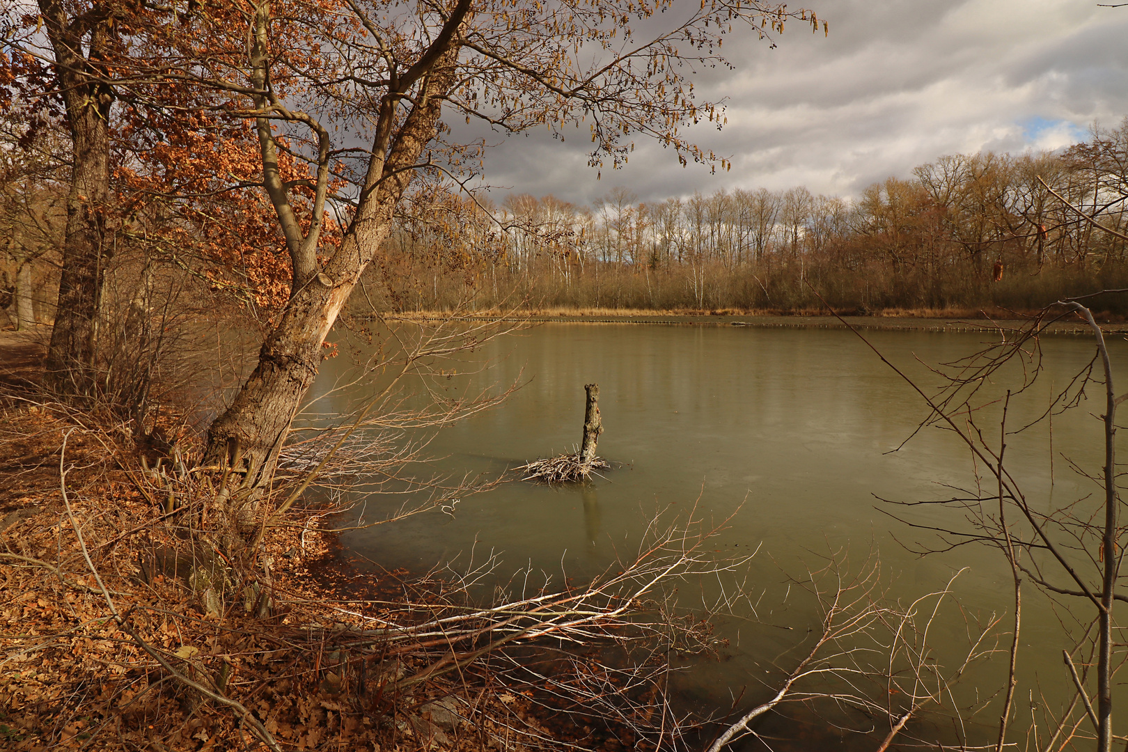 Baumstumpf im Teich