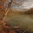 Baumstumpf im Teich