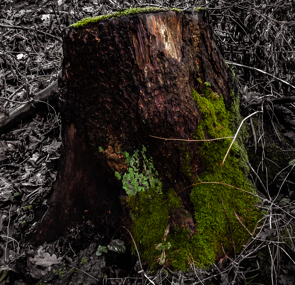 Baumstumpf im wald