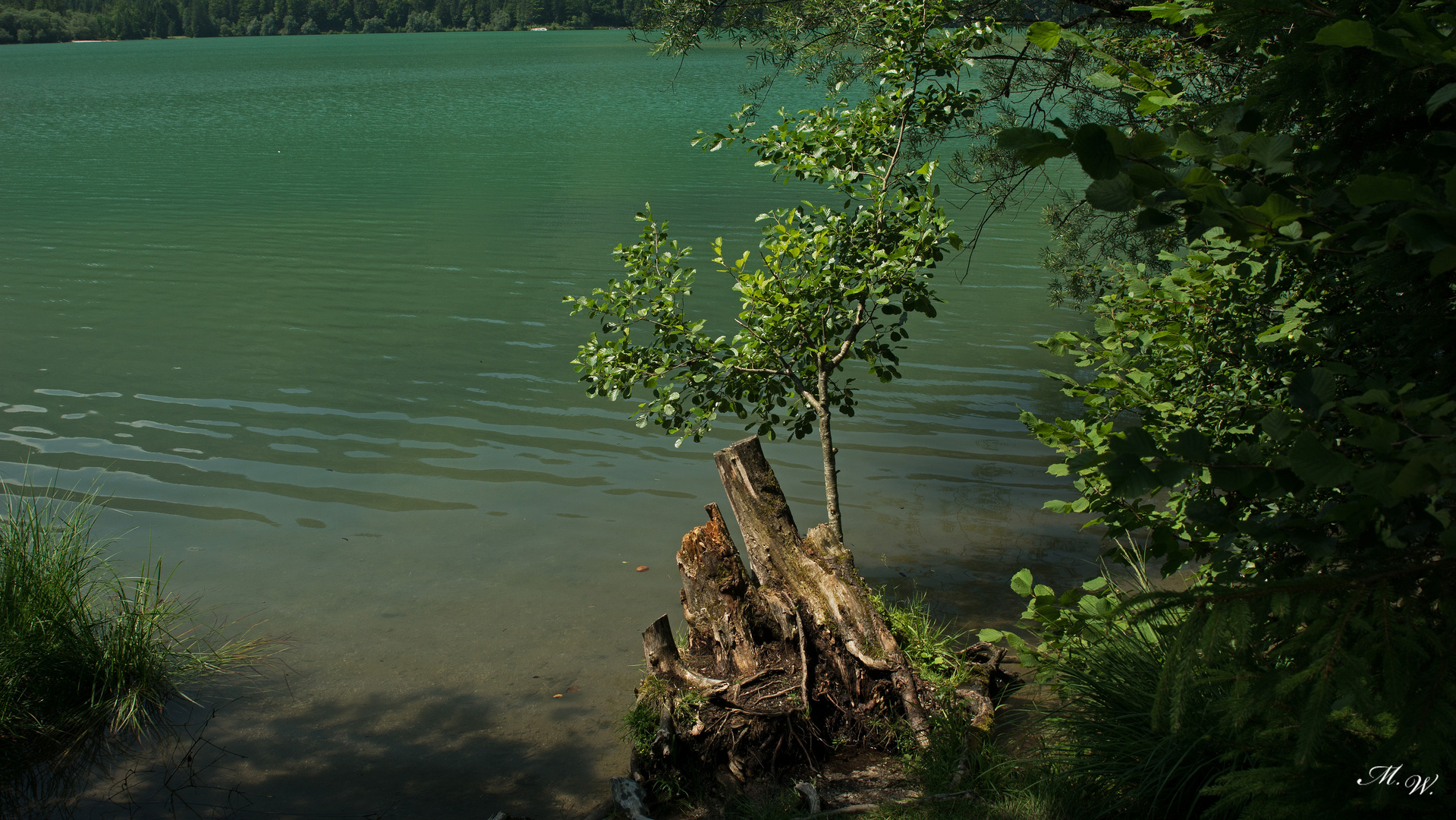 Baumstumpf im Wasser