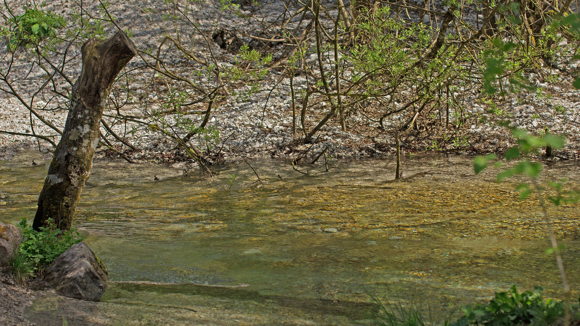 Baumstumpf im Wasser