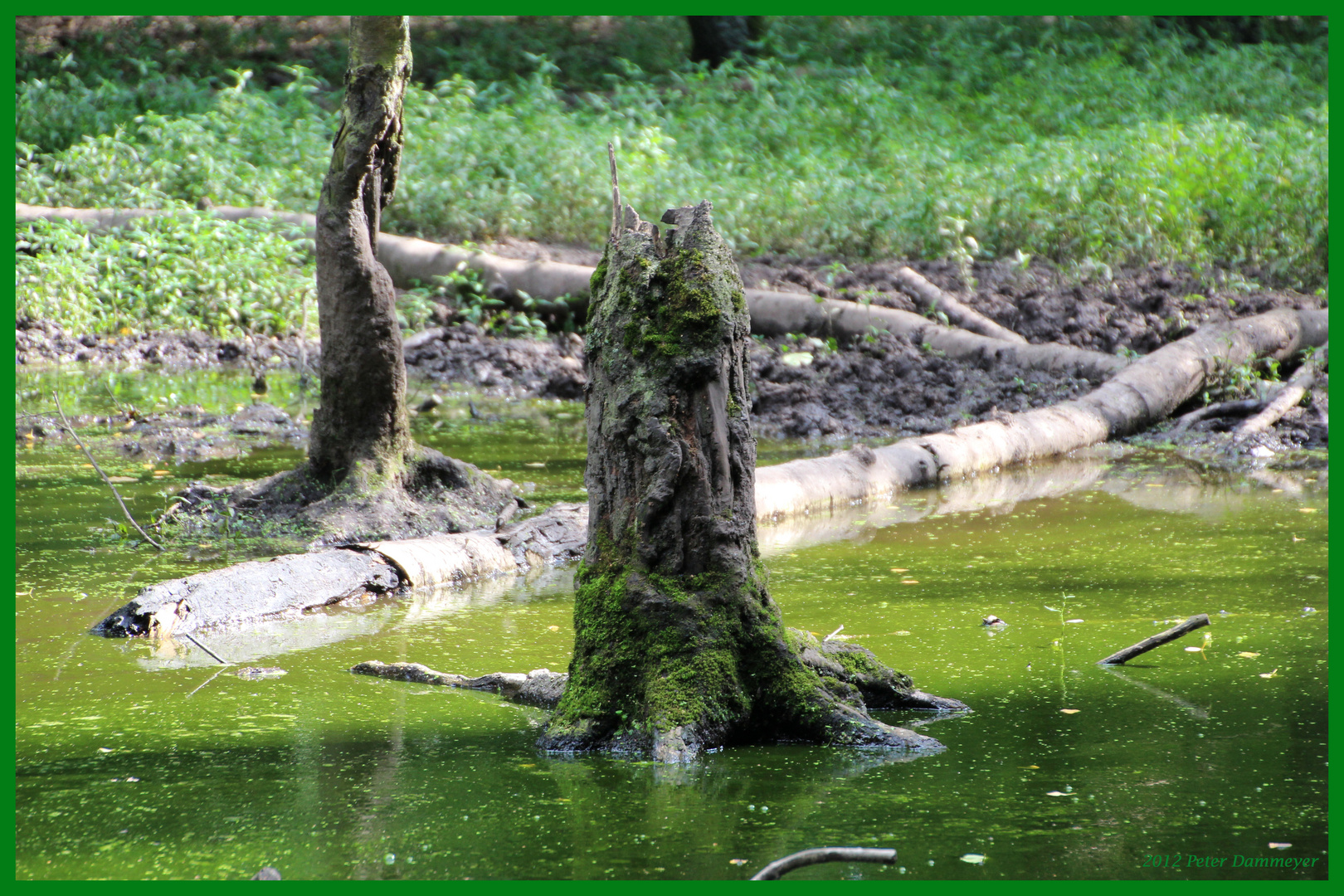 Baumstumpf im Wasser