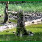 Baumstumpf im Wasser