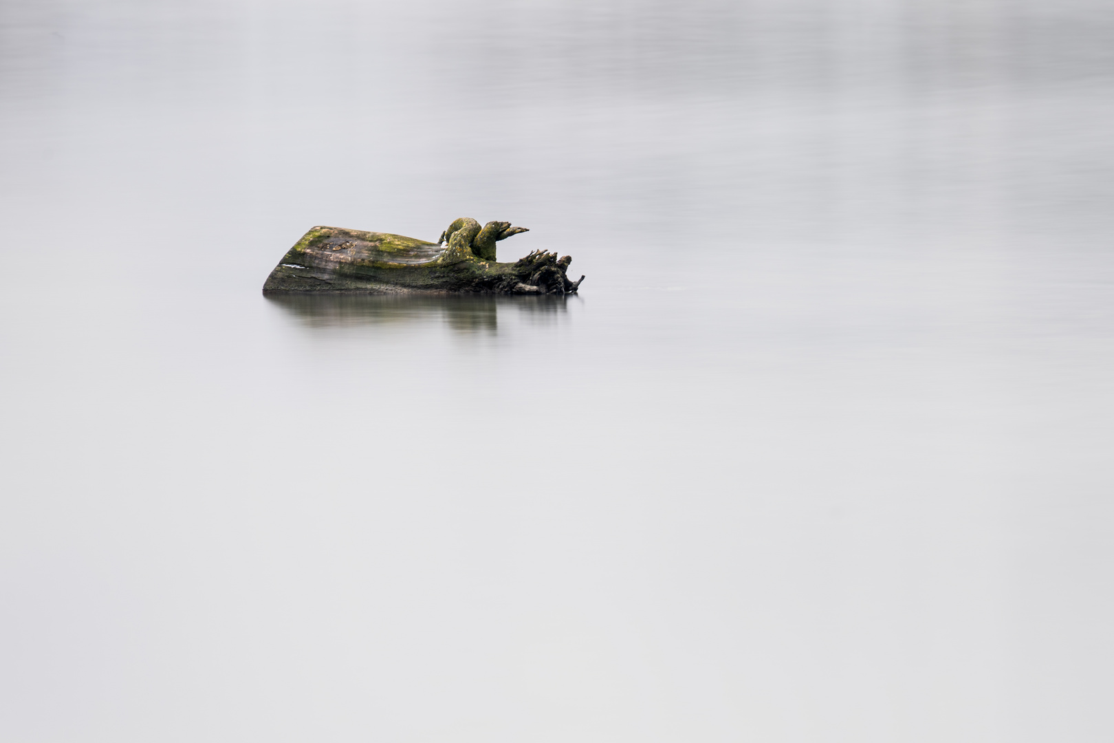 Baumstumpf im Wasser