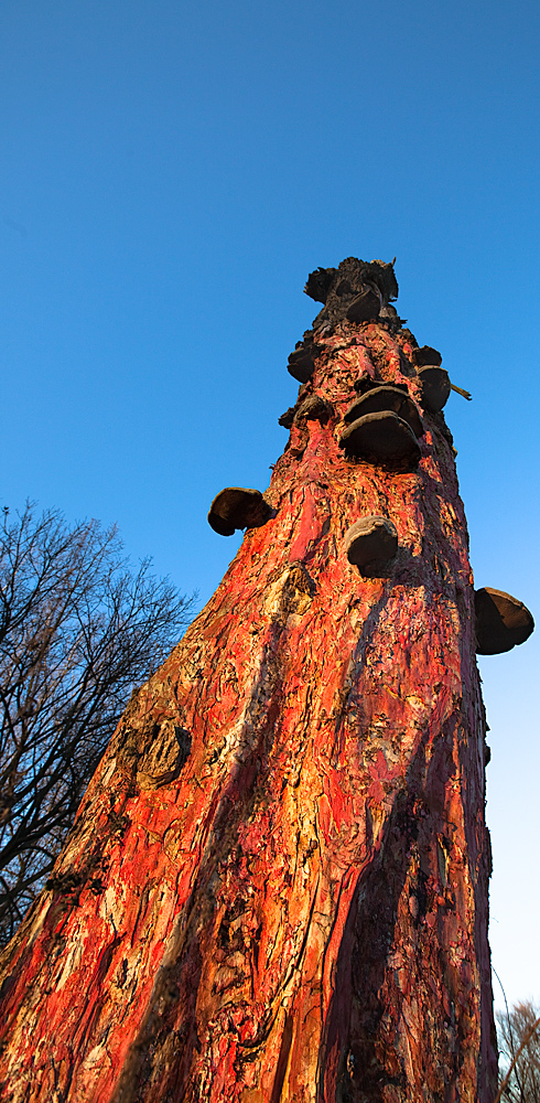 Baumstumpf in der Abendsonne