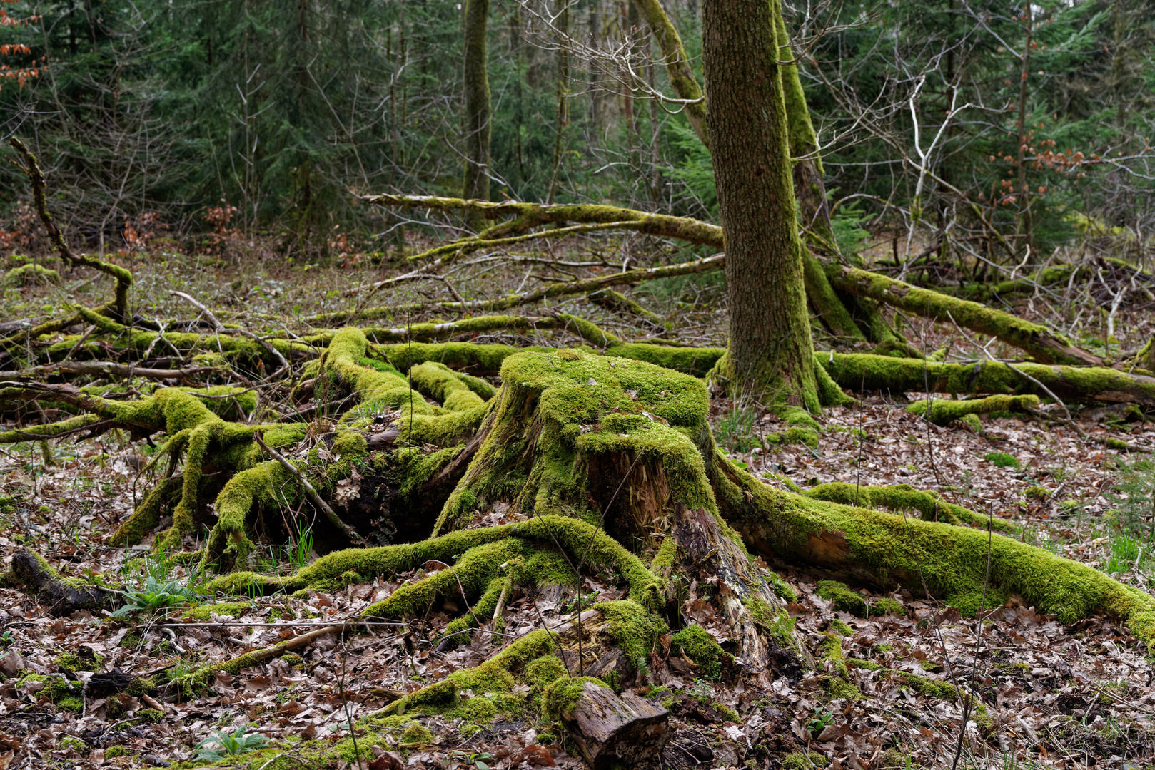 Baumstumpf Mit Deko Foto Bild Pflanzen Pilze Flechten Landschaft Baume Bilder Auf Fotocommunity