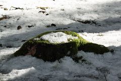 Baumstumpf mit Moos und Schnee