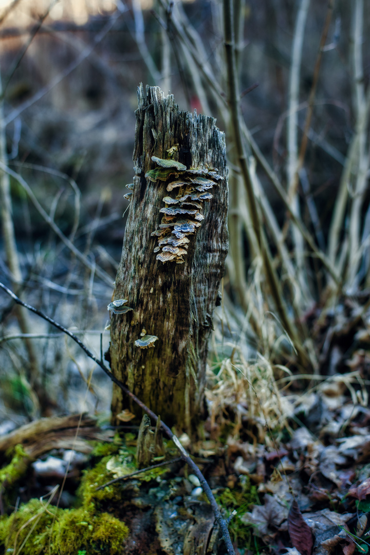 Baumstumpf mit Pilz