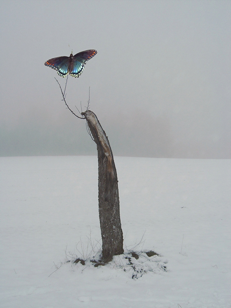 Baumstumpf mit Schmetterling