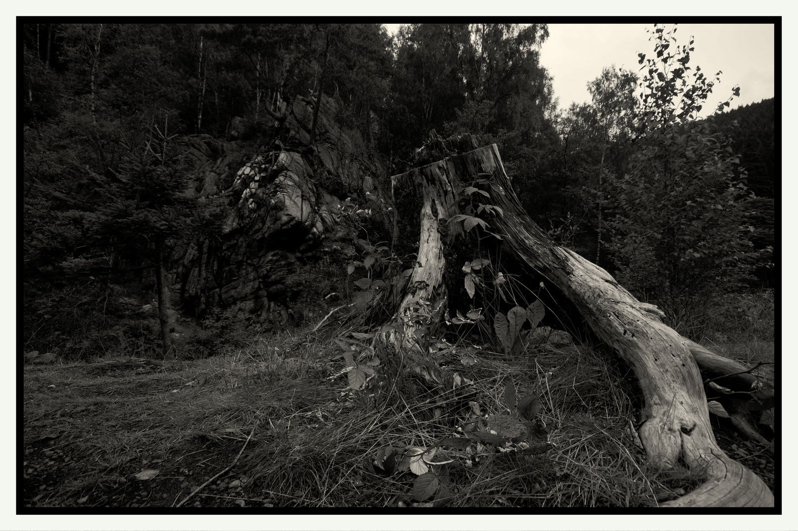 Baumstumpf und Felsen