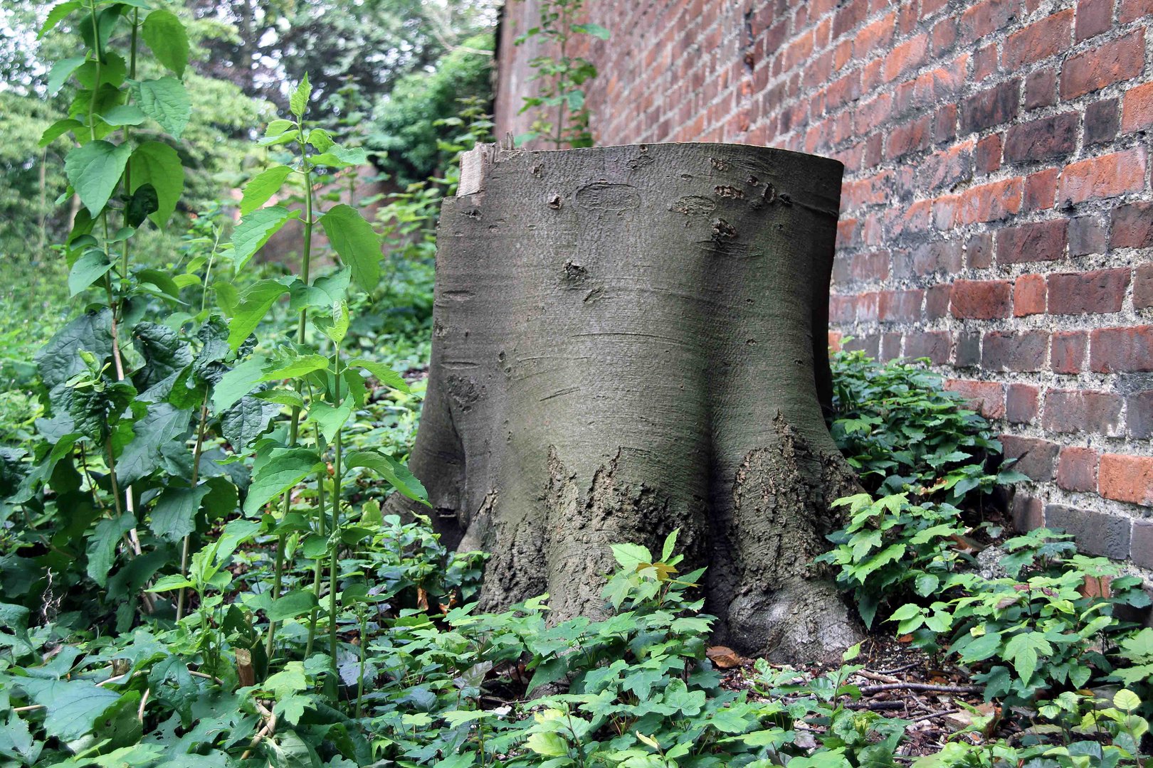 Baumstumpf vor der Memminger Stadtmauer