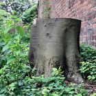 Baumstumpf vor der Memminger Stadtmauer