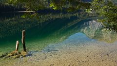 Baumstumpfen mit Spiegelungen