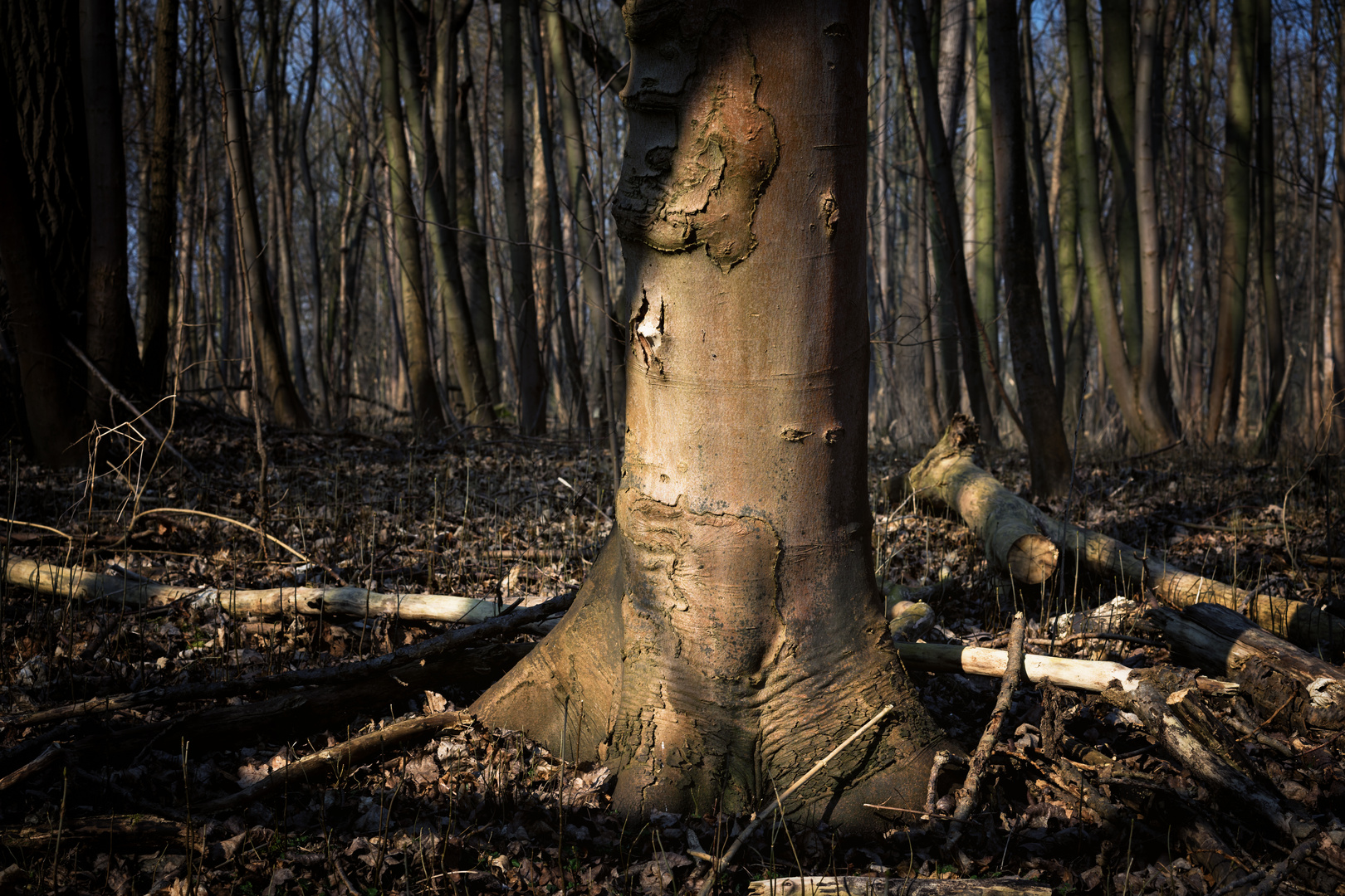 Baumstupf im Wald