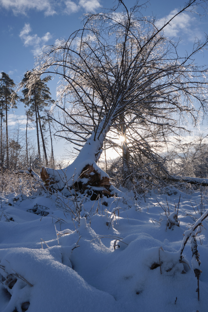 Baumsturz in der Morgensonne