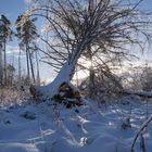 Baumsturz in der Morgensonne