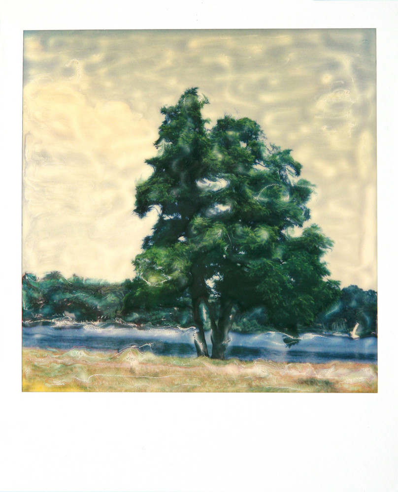 Baum_SX70