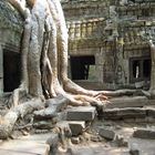 Baumtempel, Angkor Wat