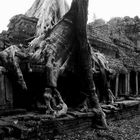 Baumtempel in Kambodsch 01