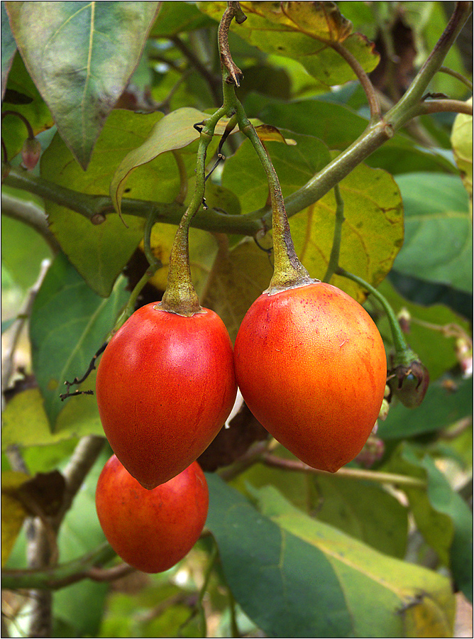 baumtomate / tamarillo