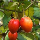 baumtomate / tamarillo