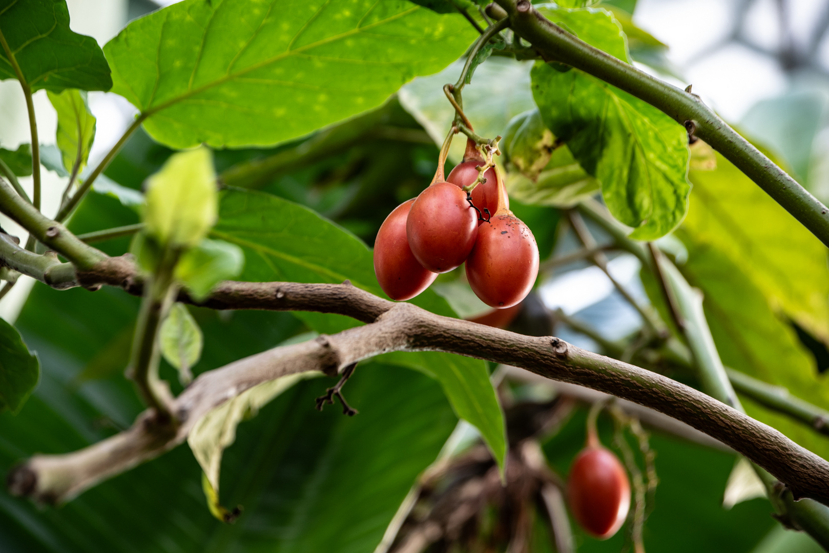 Baumtomaten