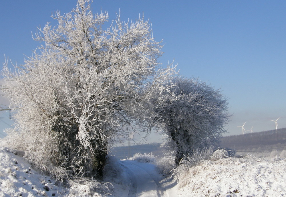 Baumtor zum Schnee