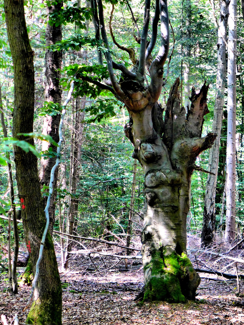 Baumtorso im Bonner Kottenforst