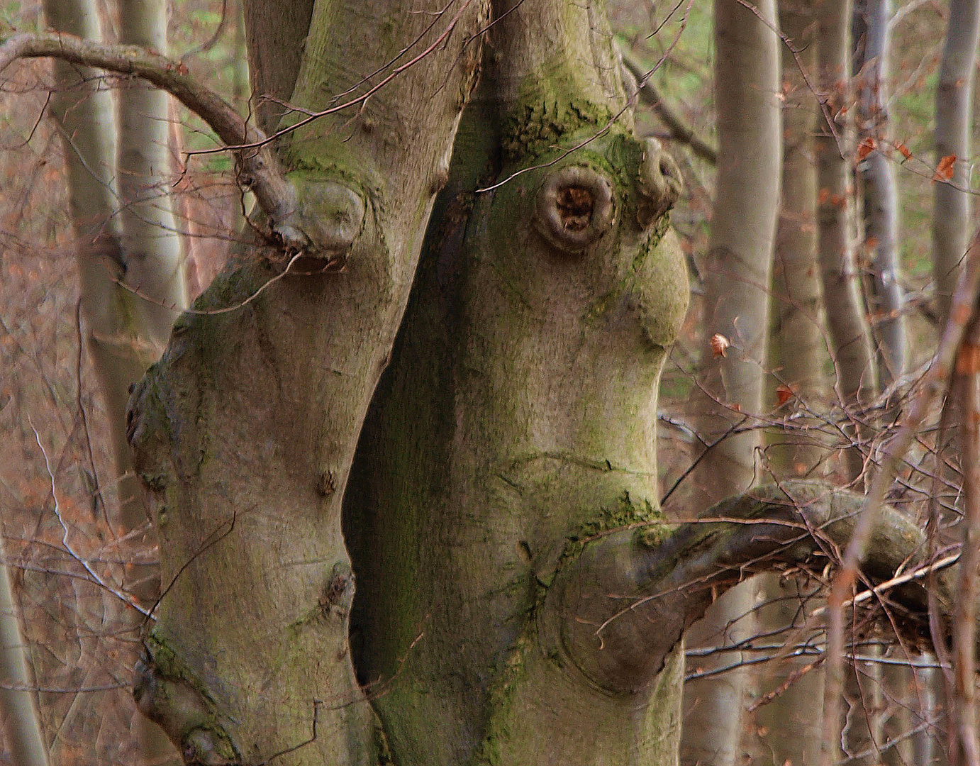 Baumtrolle - Baumtrollpärchen