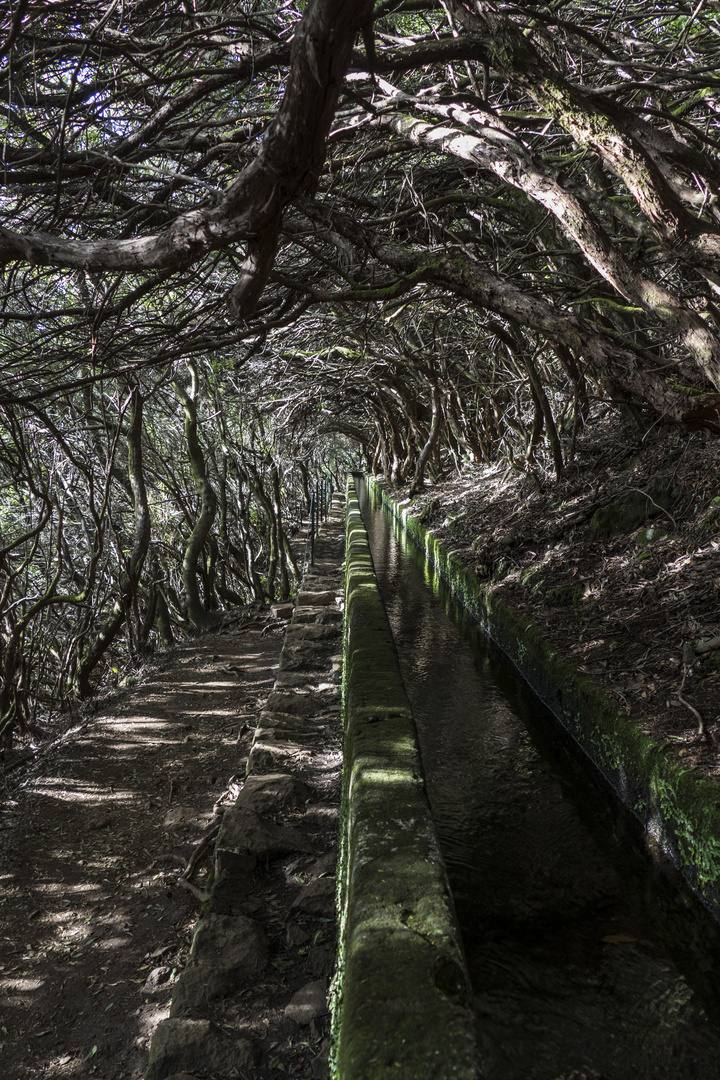 Baumtunnel auf Madeira