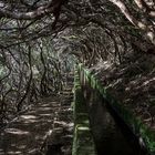 Baumtunnel auf Madeira