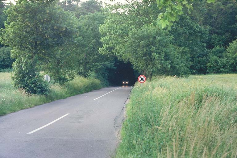 Baumtunnel Rügen von SWestphal 