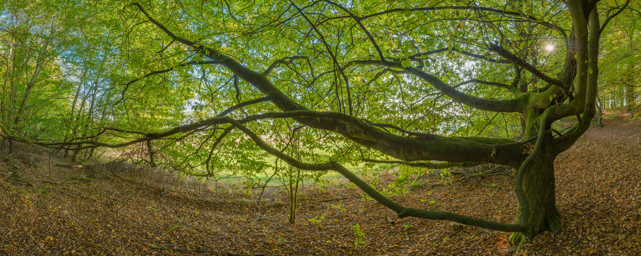 Baumumarmug Herbst 