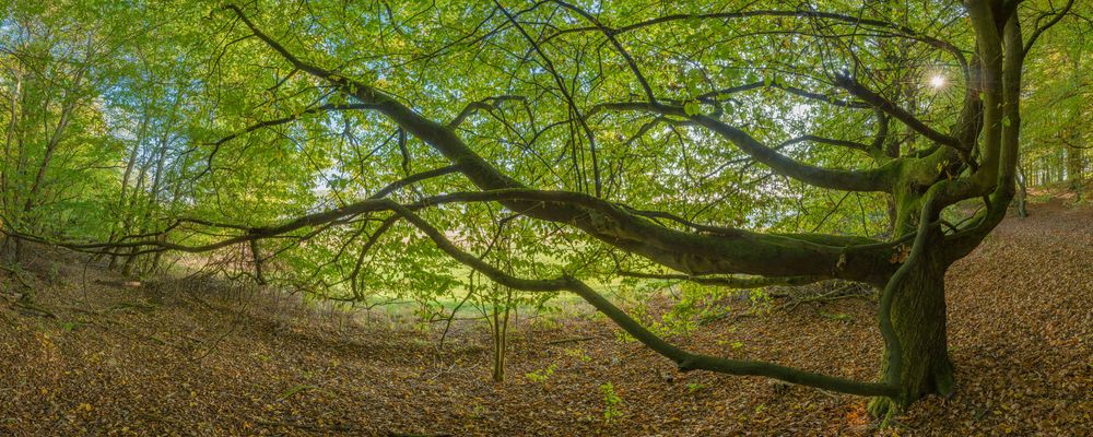 Baumumarmug Herbst 