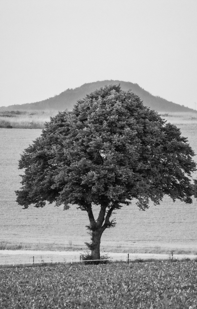 Baum_und_HaldeP724081520220724