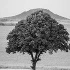 Baum_und_HaldeP724081520220724