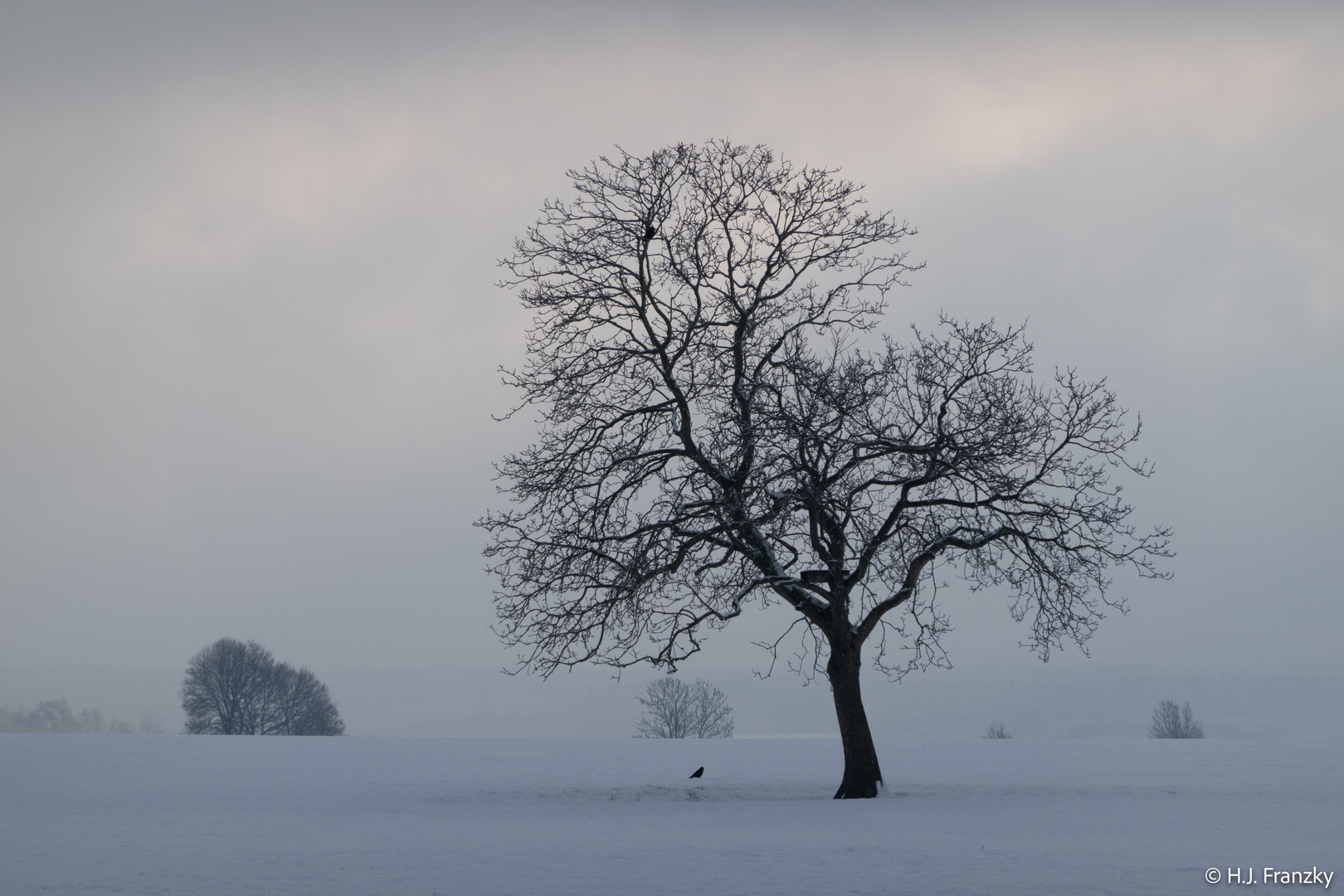 Baum_und_Krähe(n)-00239