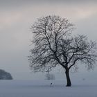 Baum_und_Krähe(n)-00239