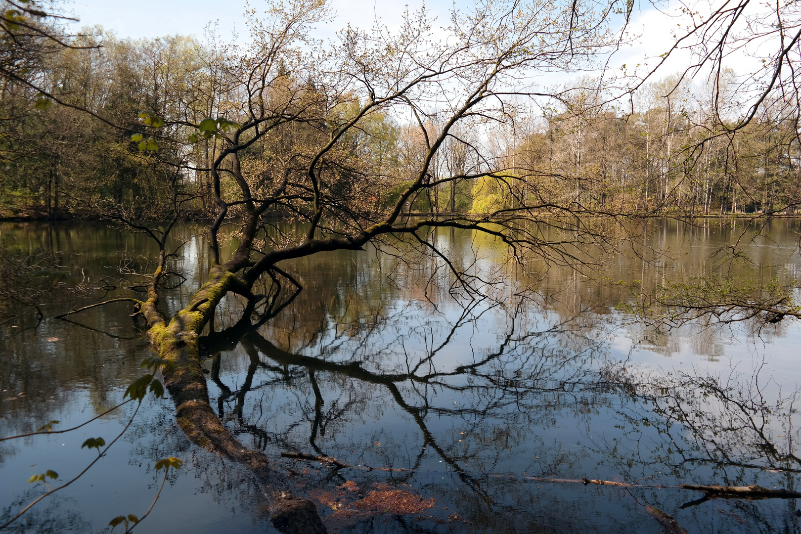 Baumuntergang