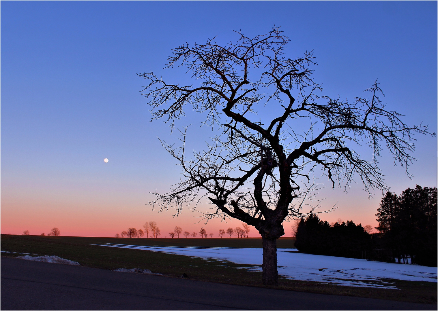 Baumvarianten mit Mond 